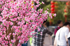 Flower markets add more festive atmosphere in Tianhe