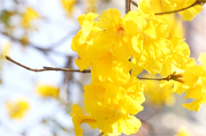 Golden blossoms add great vitality to Tianhe