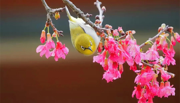 Blooming flowers in Zhujiang Park attract tourists