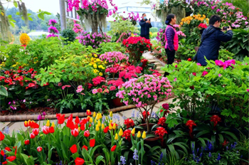 Botanical exhibitions bring joy to Tianhe