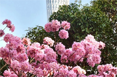 Purple blossoms add romance to Tianhe
