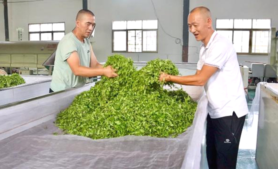 Tianhe helps with Guizhou village's tea industry