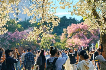 Kapok blossoms add vitality to Tianhe university