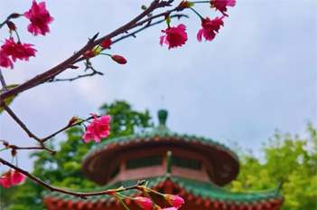 Cherry blossoms blow florance to Tianhe