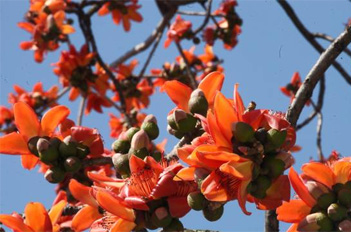 Kapok in bloom attracts singing birds