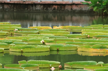 Embrace summer green in Tianhe