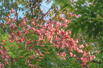 Discover nature's splendor at Tianhe university