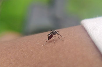 Guangdong steps up fight against dengue