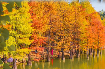 Tianhe's bald cypress trees explode in winter color