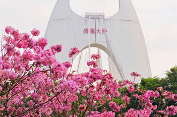 Purple blossoms bring winter splendor to Tianhe