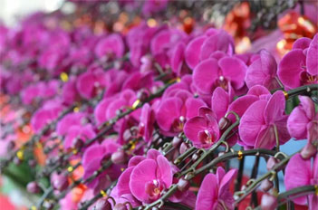 Tianhe positively blooms with flower exhibition