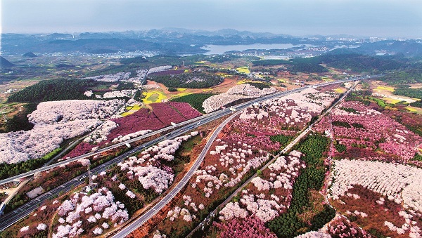 Qingzhen a popular place for flower viewing