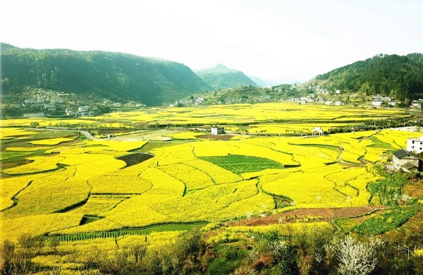 Have a date with flowers in Xifeng