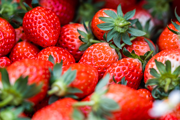 Savor strawberry season sweetness in Guiyang