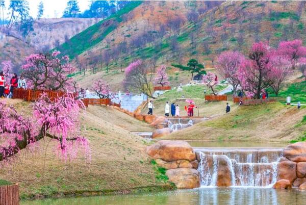 Must-visit flower viewing spots in Gui'an this winter