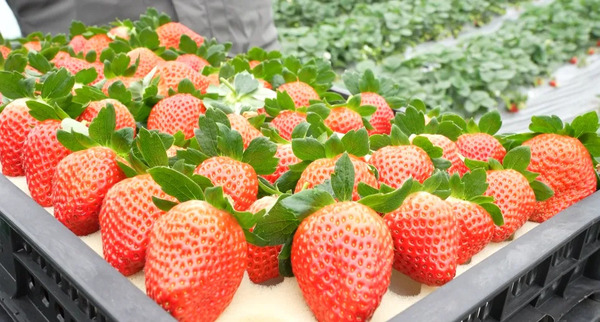 Guiyang's strawberry-picking routes for berry lovers