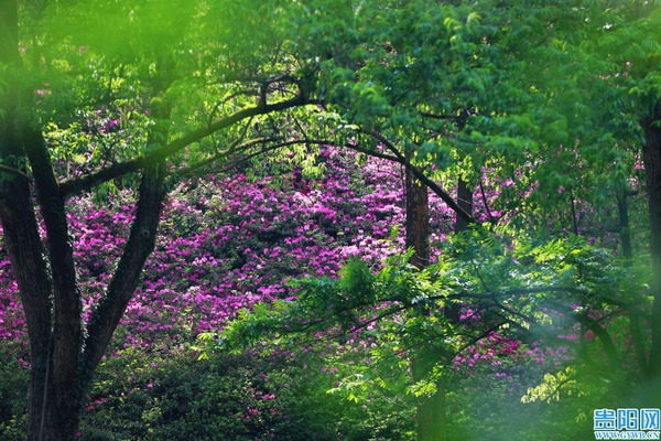 Ahahu's Dujuanhua valley bursts into bloom