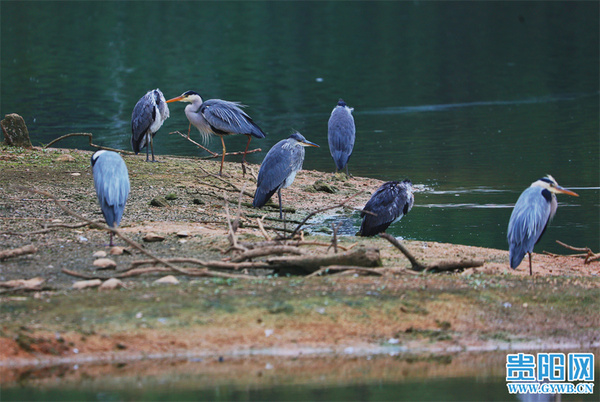 Bird ballet at Guanshanhu Park 