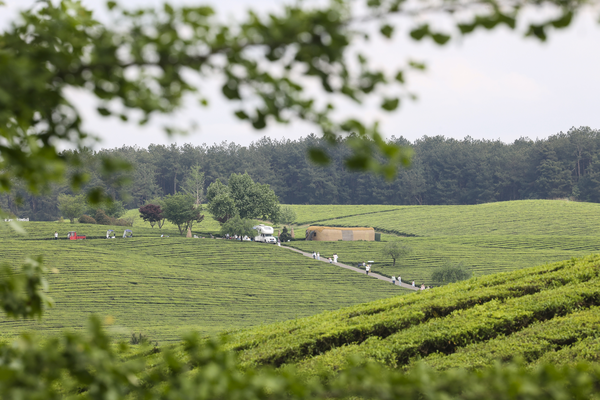 Yang'ai Tea Plantation thrives with scenic views and fresh brews