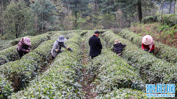 Wudang turns tea into 'green gold'