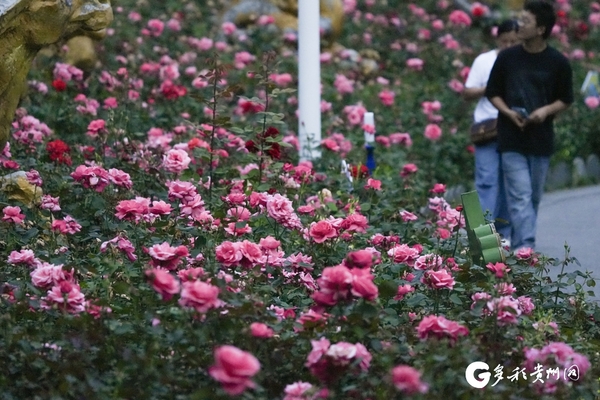Chinese roses in full bloom at Guiyang's Guanshanhu Park