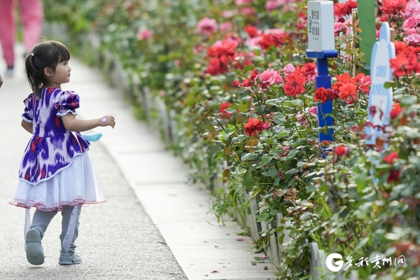 贵阳观山湖公园：月季花开醉游人2.jpg