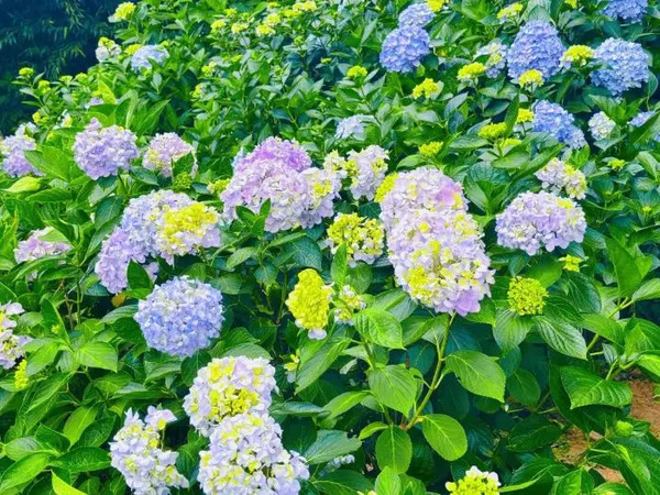Hydrangeas bloom at Guiyang Botanical Garden of Medical Plants