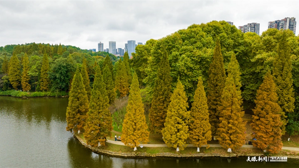 Guanshanhu Park: A silent oil painting in late autumn's embrace
