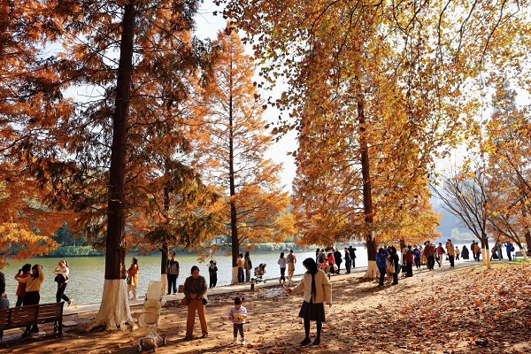 Guiyang's metasequoia trees turn fiery red