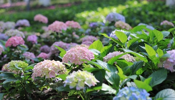 Hydrangea haven unveiled in Guanshanhu's new Xiuqiu Park