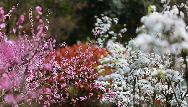 Guanshanhu Park lures in visitors with peach blossoms