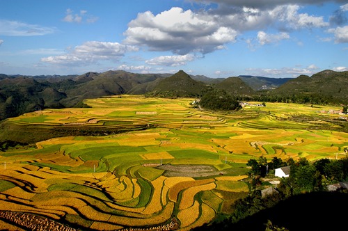 terraced fields in Shimen Village.jpg