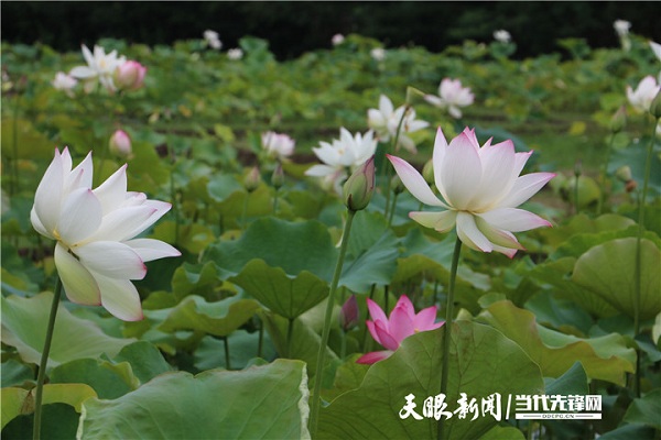 Lotus flowers begin to bloom in Huaxi district 
