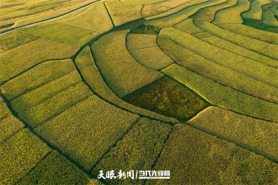 Rice paddies turn gold as grain ripens in Huaxi 