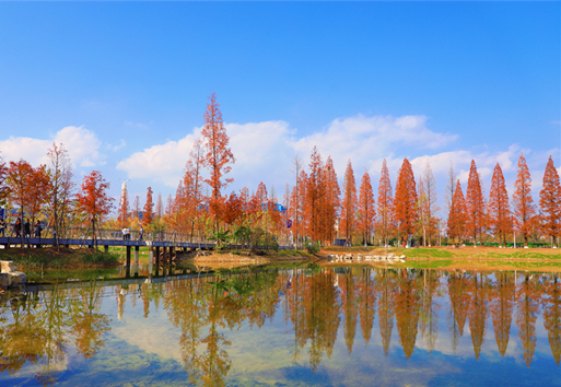 Winter explodes with color at Huaxihu Park