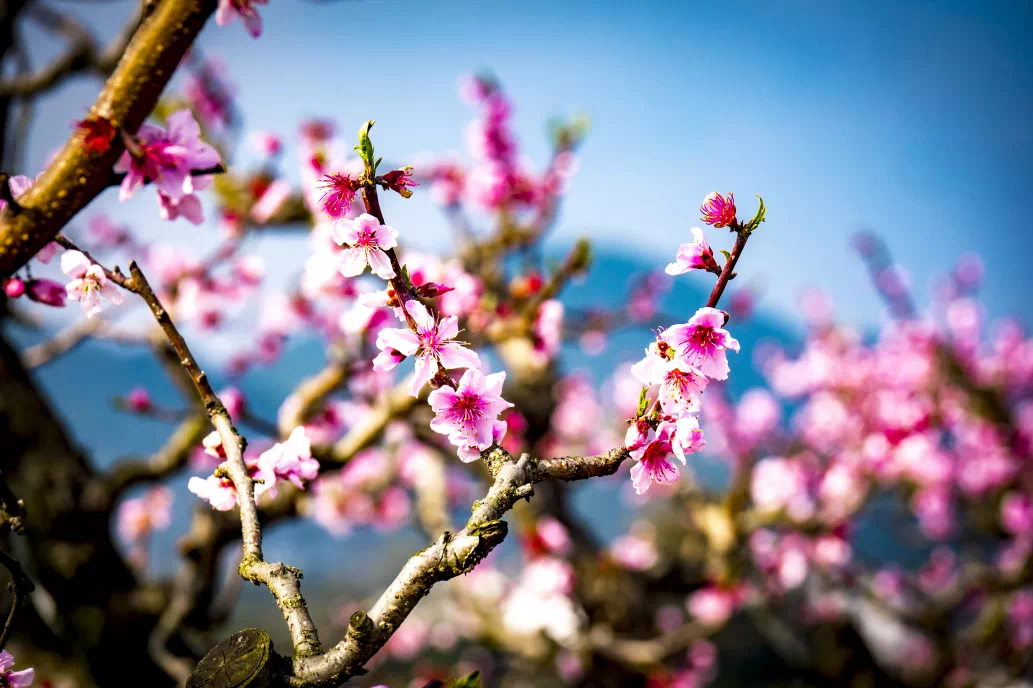 Spring brings a splash of color to Nanming  