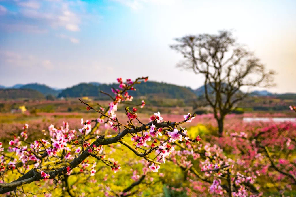 Glorious spring enchants Baiyun district