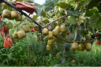 Kiwifruit help fuel village's development in Kaiyang