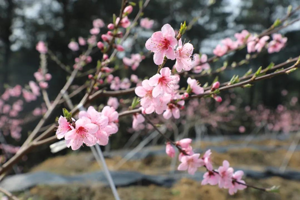 开阳花3_副本.jpg