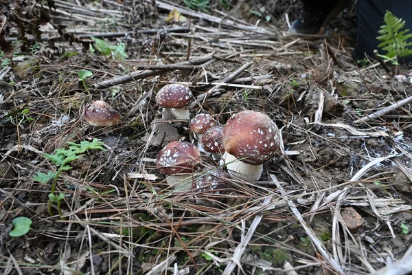 1765958305454053553.jpg 1.jpg