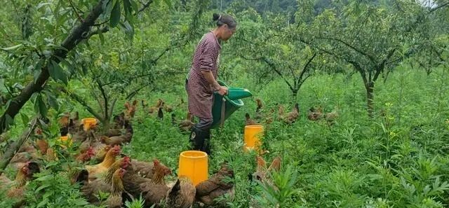 1769068614067086853.jpg 1769068614067086853.jpg