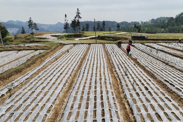 Medicinal material farming helps rural revitalization in Kaiyang