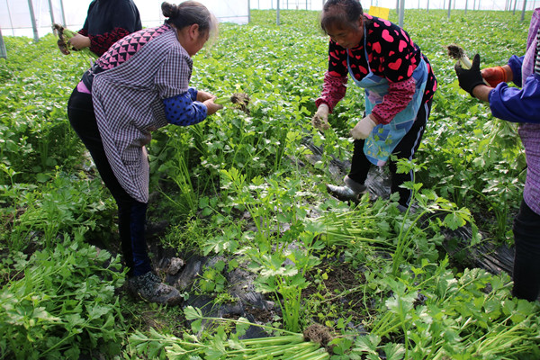 Winter vegetable farming helps increase villagers' incomes in Kaiyang