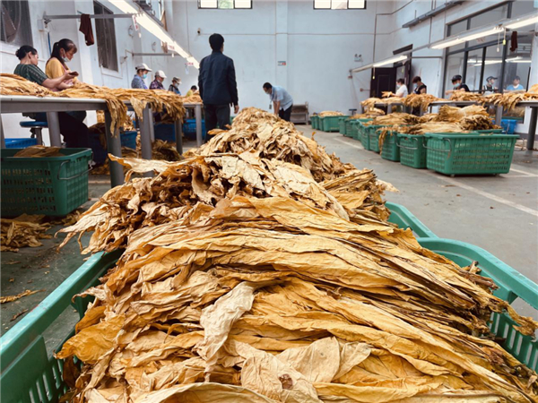 Tobacco cultivation lights up Nanlong township's fortunes