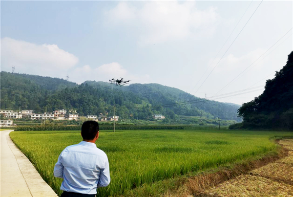 Aerial drones used for pesticide spraying in Kaiyang county