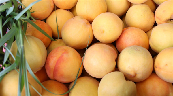 Kaiyang peaches ready for market 