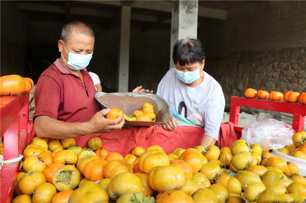 Persimmon planting drives rural vitalization in Kaiyang