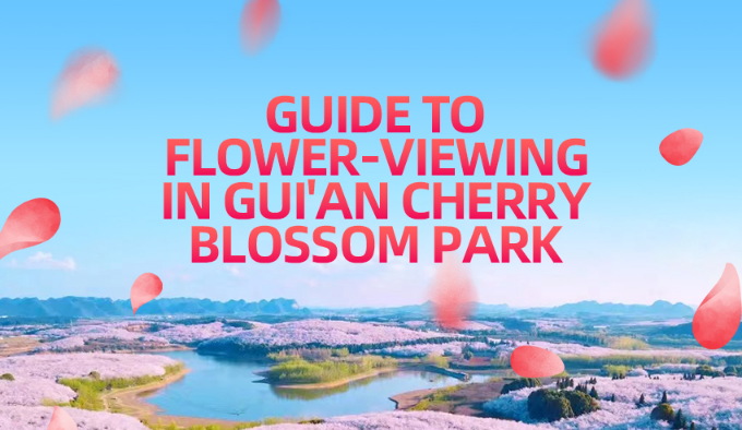 Guide to flower-viewing in Gui'an Cherry Blossom Park