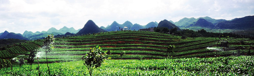 清镇红枫山韵茶场.jpg