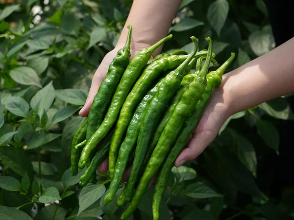 1761206375284050530.jpg 辣椒_副本.jpg